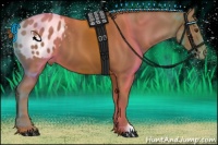 Horse Color:Chestnut Appaloosa