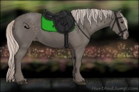 Horse Color:Silver Black Appaloosa 