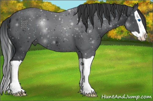 Horse Color:Black Splash 
