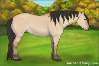 Horse Color:Bay Dun