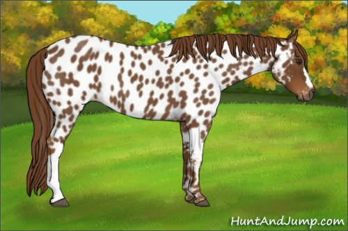 Horse Color:Gray Red Roan Appaloosa 