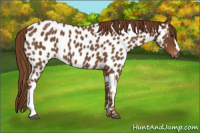 Horse Color:Gray Red Roan Appaloosa 