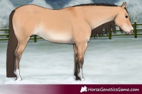 Horse Color:Bay Dun