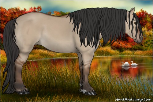 Horse Color:Bay Dun 