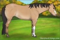 Horse Color:Bay Dun
