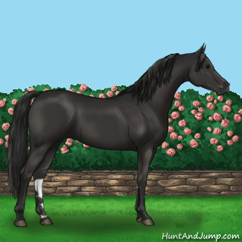 Horse Color:Gray Black 