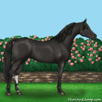 Horse Color:Gray Black 