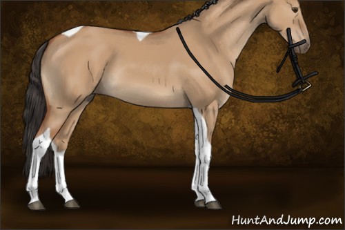 Horse Color:Bay Dun Tobiano 