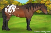 Horse Color:Bay Appaloosa