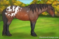Horse Color:Bay Appaloosa 