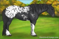 Horse Color:Black Tobiano Appaloosa