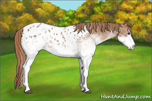 Horse Color:White Spotted Chestnut Appaloosa 
