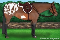 Horse Color:Bay Frame Appaloosa 