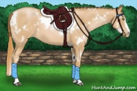 Horse Color:White Spotted Chestnut Pearl Sabino 