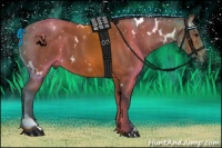 Horse Color:White Spotted Bay 