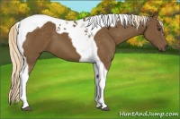 Horse Color:Chocolate Palomino Tobiano 