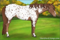 Horse Color:Chestnut Sabino Near Leopard 