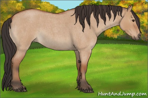 Horse Color:Bay Roan Dun 