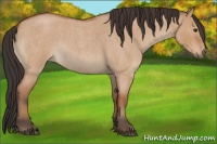 Horse Color:Bay Roan Dun 