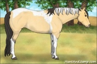 Horse Color:Buckskin Roan Tobiano 
