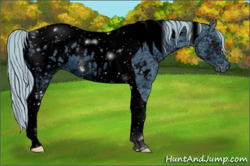 Horse Color:ERROR: UNKNOWN ANOMALY
