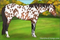 Horse Color:Bay Near Leopard Rabicano