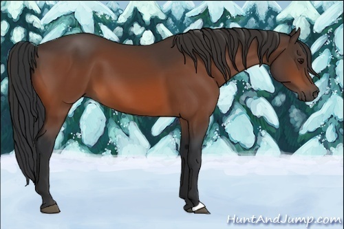 Horse Color:Bay 
