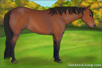 Horse Color:Gray Bay 