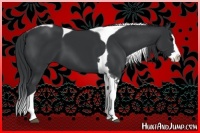 Horse Color:Black Splash Tobiano 