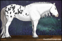 Horse Color:Black Appaloosa