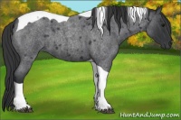 Horse Color:Blue Roan Tobiano
