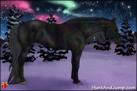 Horse Color:Midnight Black
