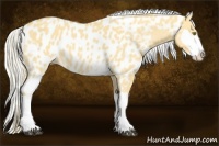 Horse Color:Palomino Dun Appaloosa and Palomino Dun Splash Appaloosa