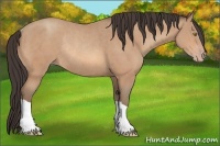 Horse Color:Amber Champagne Rabicano 