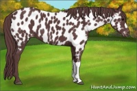 Horse Color:Chocolate Black Near Leopard