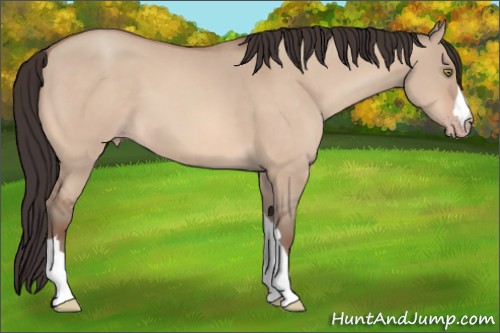 Horse Color:Sable Champagne Dun 