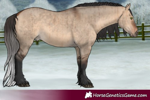 Horse Color:Bay Dun Brindle 