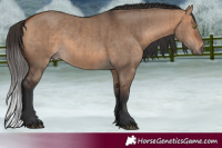 Horse Color:Bay Dun Brindle 