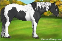 Horse Color:Black Tobiano 