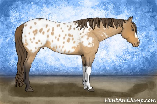 Horse Color:Buckskin Roan Blanket 