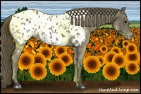 Horse Color:Smoky Black Appaloosa 