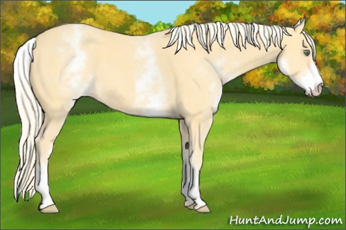 Horse Color:White Spotted Gold Cream Champagne 