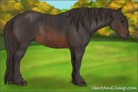Horse Color:Brown Rabicano Brindle