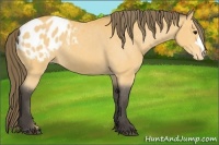 Horse Color:Buckskin Blanket
