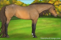 Horse Color:Buckskin Appaloosa