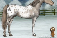 Horse Color:Chocolate Palomino Ice Appaloosa
