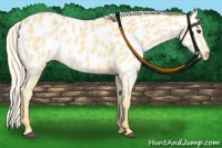 Horse Color:Palomino Appaloosa 