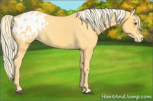 Horse Color:Palomino Appaloosa 