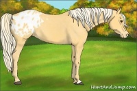 Horse Color:Palomino Appaloosa 