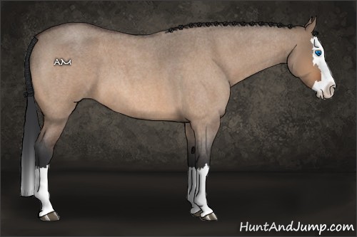 Horse Color:Brown Roan Dun Splash